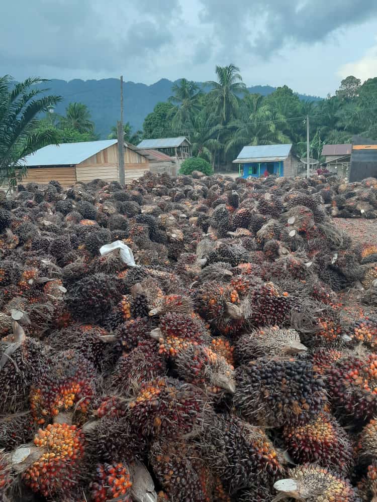 PT GSS Diduga 'Kucing-kucingan' soal Harga Sawit