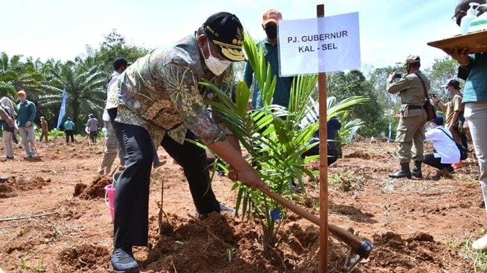 Kebun Sawit Masuk Kawasan Hutan, Pemda Cari Solusi