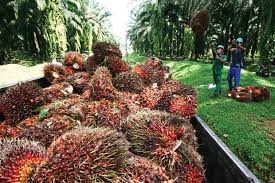 Pekan Ini Harga TBS di Sumut Naik Lagi