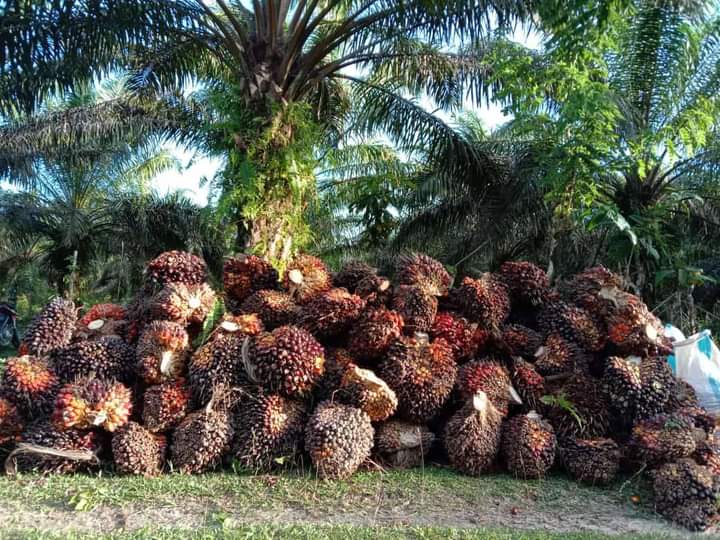 Benarkah Petani Swadaya Menikmati Harga TBS yang Pecah Rekor ?