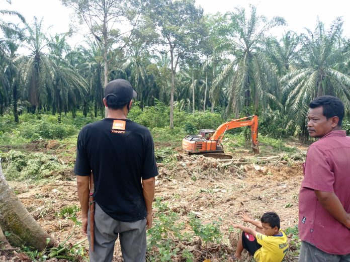 2,8 Juta Hektar Kebun Sawit Rakyat Waktunya Diremajakan