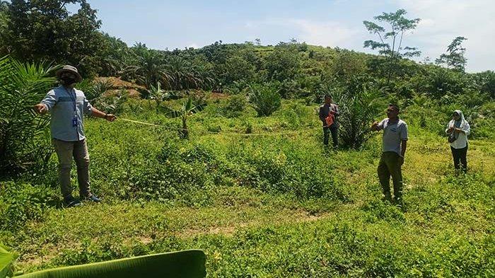 Kebun Sawit PSR Diperiksa Tim Verifikator