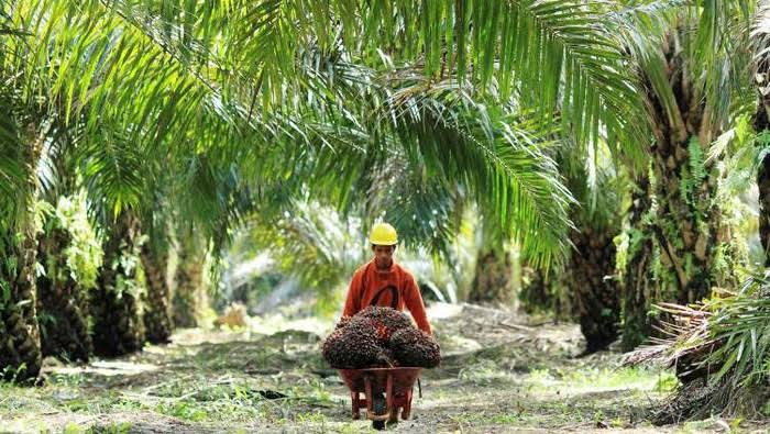 Kalbar Sediakan Areal Khusus Tanam Sawit, Tapi...