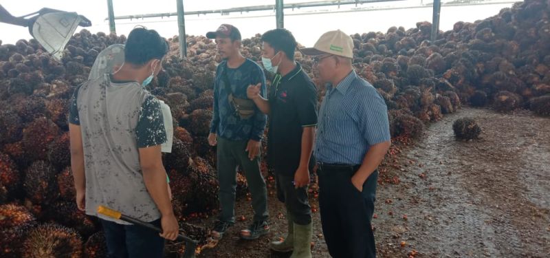 Dipelototi LSM, PKS Jadi Pilih-pilih TBS