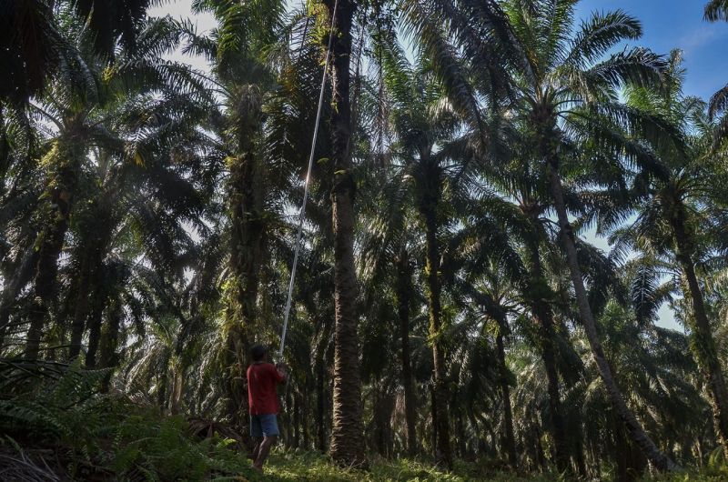 Uni Eropa Tak Malu-malu Lagi Sedot Minyak Sawit Indonesia