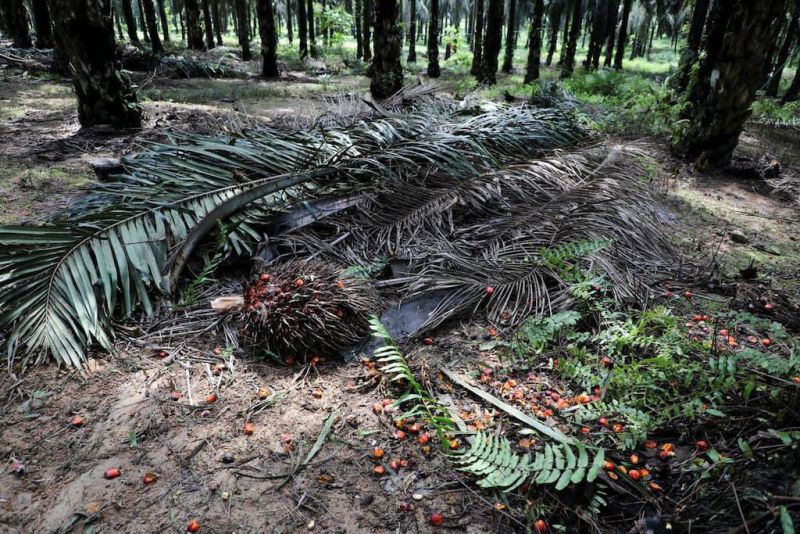 2.124 Hektar Kebun Sawit di Rohil Akan Direplanting