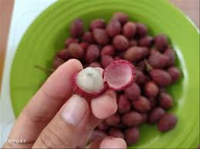 Buah Lokal Terancam Punah Akibat Alih Fungsi Lahan