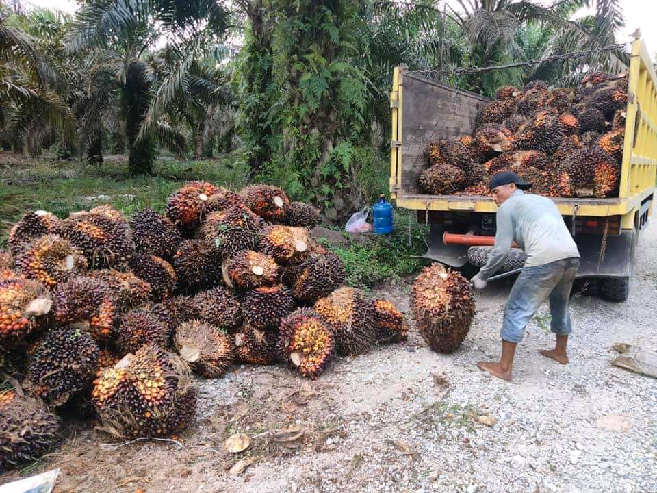 Sebentar Lagi di Riau Berlaku Tiga Harga Sawit Saban Pekan