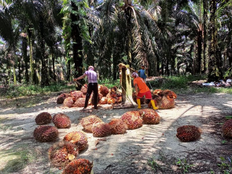 Kesejahteraan Petani Sawit Berpotensi Turun, ini Sebabnya
