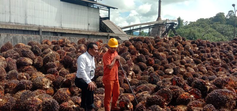 Harga Resmi TBS di Jambi Turun Lagi