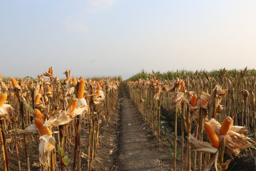 Di Papua, Petani Muda Tanam Jagung di Lahan Bekas Sawit