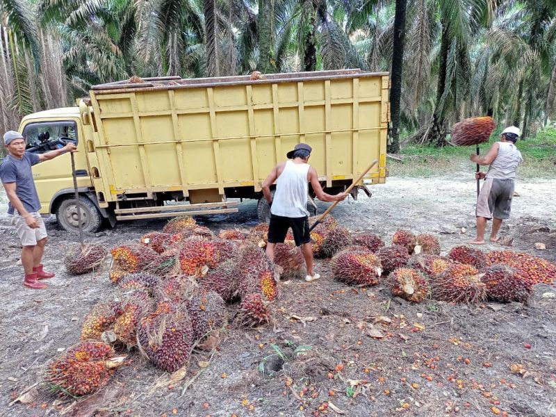Harga Resmi TBS di Aceh Turun Tipis