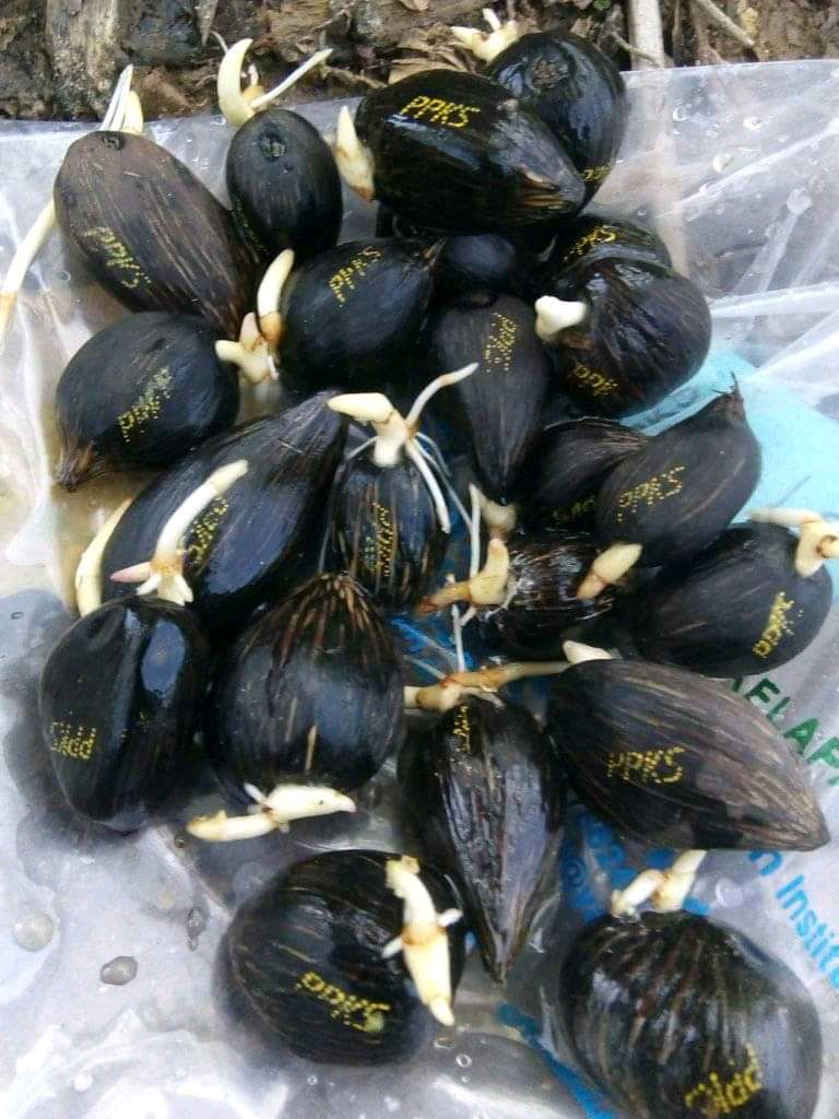 Bikin Kecambah Sawit Unggul tak Semudah Masak Kacang Goreng