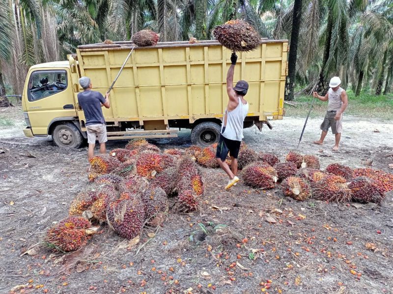 Toke Sawit Umumnya Masih Wait and See, Baru Beberapa yang Turunkan Harga