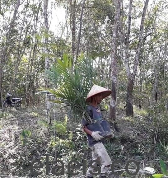 Ingin Beralih ke Sawit, Petani Karet Butuh Pendampingan