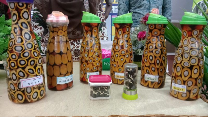 Mau Tau Apa Saja Varietas Sawit Ciptaan PPKS? Simak Ini