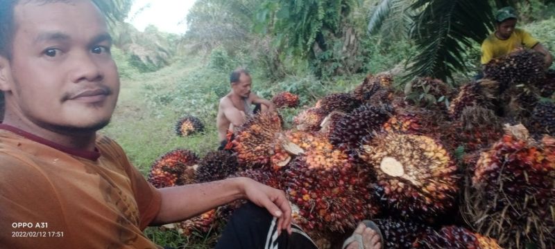 Harga Resmi TBS di Aceh Naik, Berikut Daftarnya