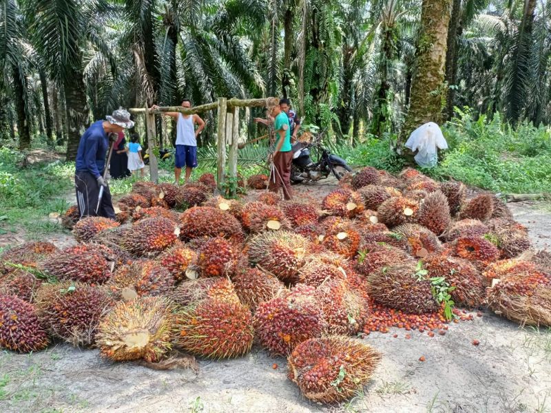 Harga TBS di Kawasan ini Mulai Beringsut