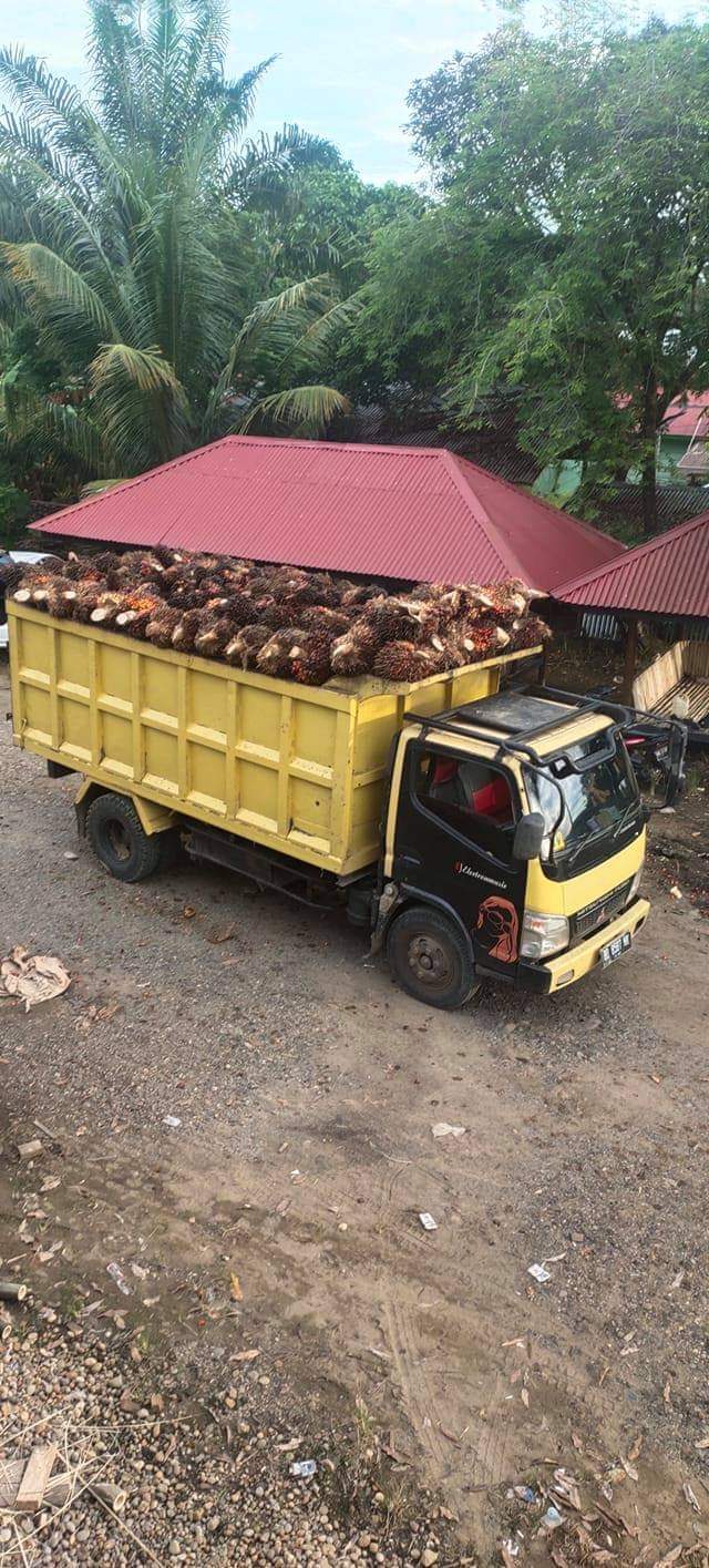 Banyak Toke Sawit Pilih Tutup Usaha, ini Sebabnya