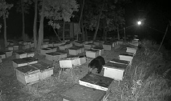 Ada Ternak Lebah, Kebun Sawit Didatangi Beruang