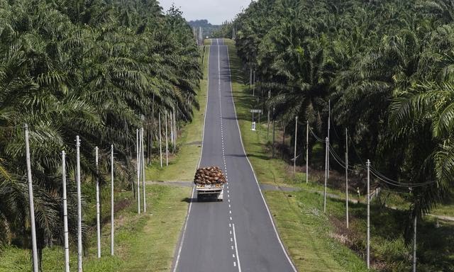 Mentan SYL Kasih Tugas Lagi untuk Gubernur Sentra Sawit, Ini Isinya...