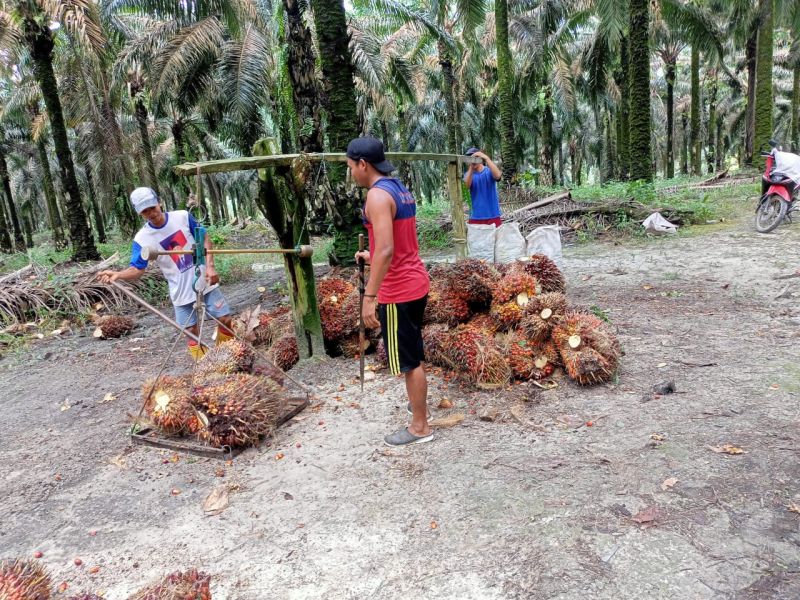Bikin Sedih, Harga Resmi TBS Babel Anjlok Cukup Dalam