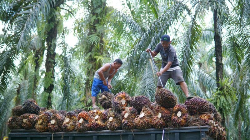 'Kemenkeu Satu' dan Asosiasi Bakal Keroyok Sawit Bareng-bareng