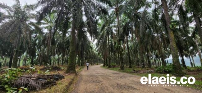 Kebun Kelapa sawit
