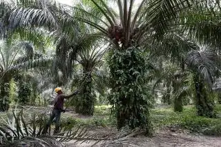 Program BPDPKS Mulai Mengalir ke Tanah Bumbu, Ini Buktinya