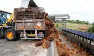 Harga TBS Mulai Berkibar, HKTI Ingatkan Petani Sawit Bengkulu Agar Tidak Boros
