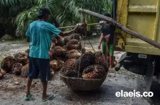 Harga Sawit Sumbar Kemungkinan Makin Moncer