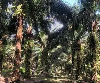 Hanya Segelintir Perusahaan yang Menaati Permentan 01/2018, Ini Buktinya