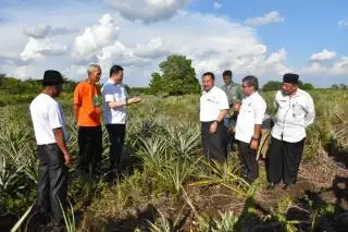 Tak Cuma Sawit, Tanaman ini Juga Cocok Dikembangkan di Riau