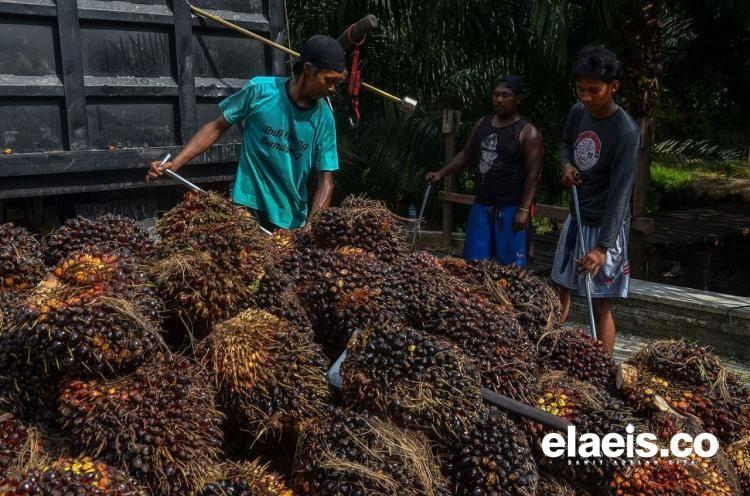 Aspek-PIR: Mitra Konsep Offtaker, Tak Menjamin Petani
