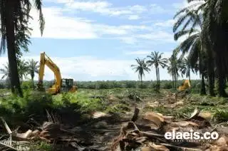 Soal Pencairan Dana PSR, BPDPKS Harus Selektif
