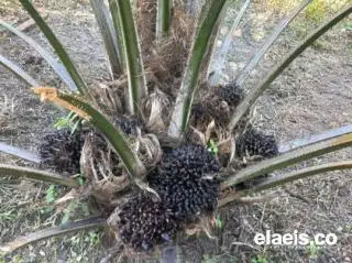Banyak Ruginya, Benih Palsu Bisa Dilihat saat Umur 4-5 Tahun