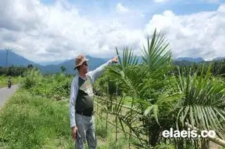 'Panglima' Petani Sawit Papua Barat