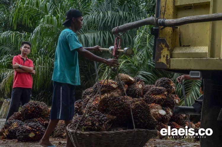 DMO Tak Dicabut, Harga TBS akan Jalan Ditempat