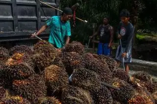 DBH Sawit untuk Riau Masih Samar-samar!