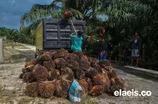 Dibanding Bangka, Harga Sawit Belitung Lebih Rendah, Segini Selisihnya