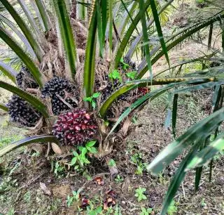 Petani PSR Dharmasraya Masih Bertahan dengan Harga Buah Pasir