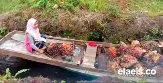 Risa; Dan Nahkoda Pompong Sawit Ini Pun Menjemput Mimpi