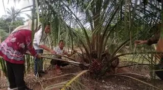 Ingin Punya Kebun Baru dan Hasilnya Dijamin Puas? Ikut PSR!
