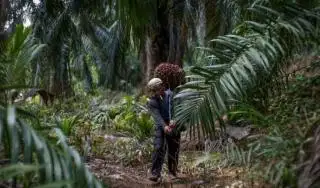 Terkait CSR Perusahaan Kelapa Sawit, Ini Tanggapan Aspek-PIR