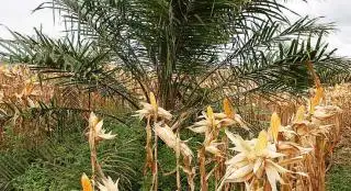 Kebun Sawit PSR Tak Haram Ditanami Komoditas Lain