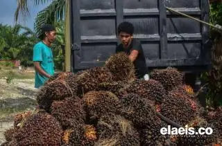 'Mencla-menclenya' Pasar Eropa Terhadap Sawit