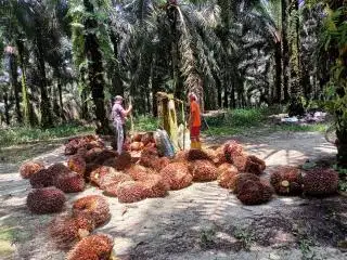 Harga Resmi TBS Sumut Turun Tipis