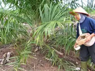 Petani Diingatkan Jangan Merasa Keberatan Memupuk Sawit
