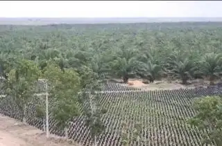 Petani Plasma Diminta Tidak Langgar Kesepakatan Bersama