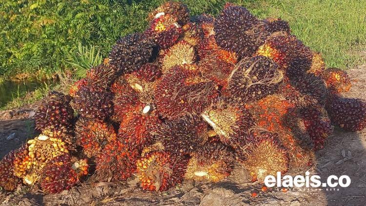 Harga Sawit Babel Bulan Ini Rp2.252/Kg